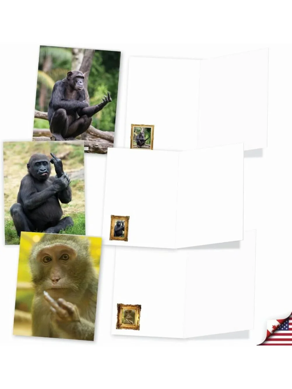 20 Blank Note Cards with Envelopes - All Occasion Animal Assortment (10 Designs)